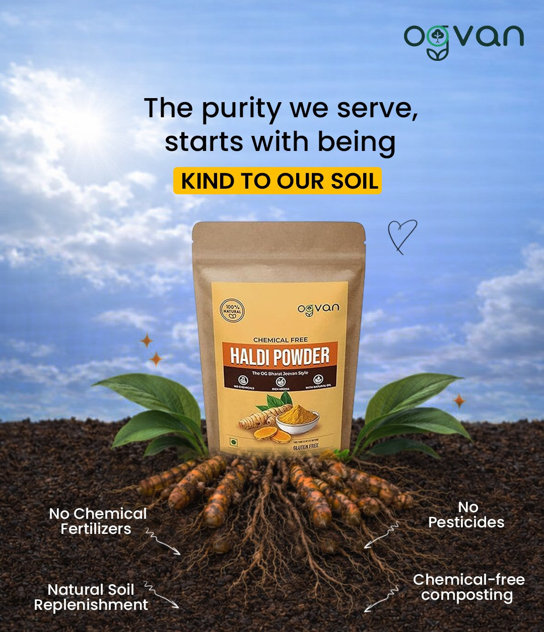 Ogvan Haldi sustainably grown – zero chemical fertilizers, zero pesticides, natural soil replenishment